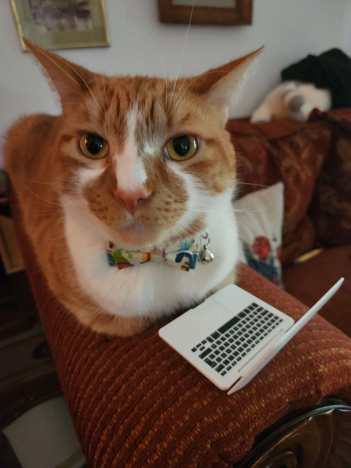 A ginger cat with a bowtie sitting in front of a toy laptop.  That's Caboose!