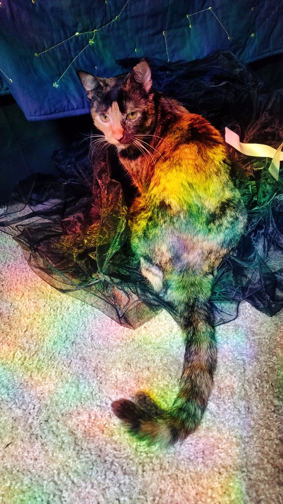 A tortie cat sitting in a rainbow Prism.  This is Piggles, she is mean and gay.